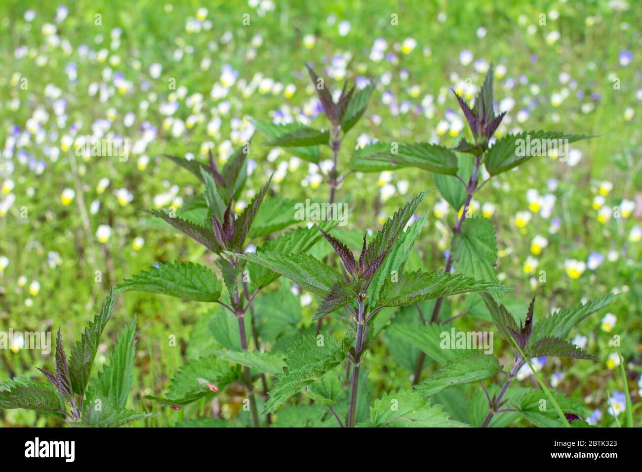 Nettle Bush with bright green leaves with a brown tint in spring against the background of a flowering meadow. Natural background. Stock Photo