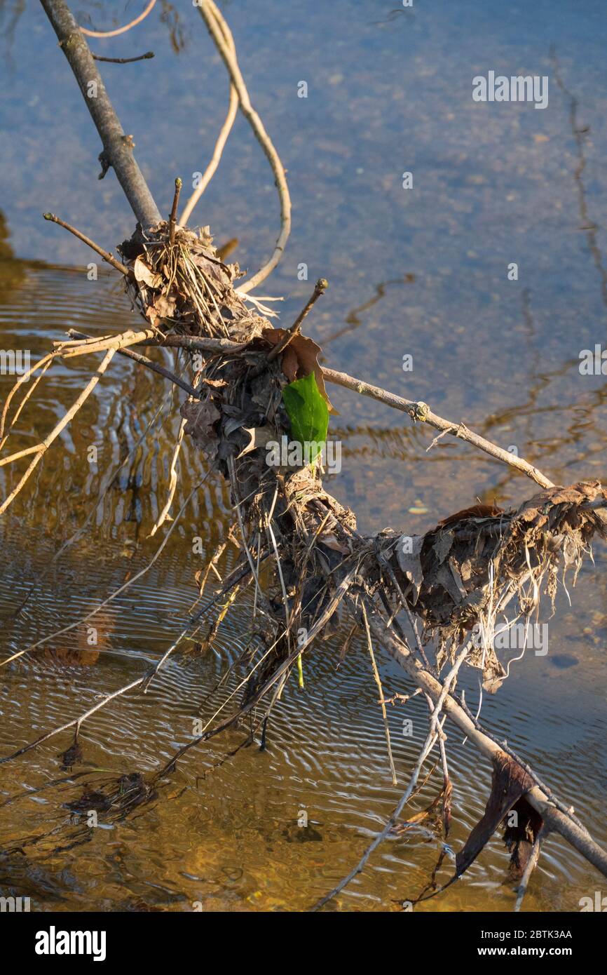 Blätter und Getrüpp sammelt sich an einem Ast der im Wasser hängt Stock Photo