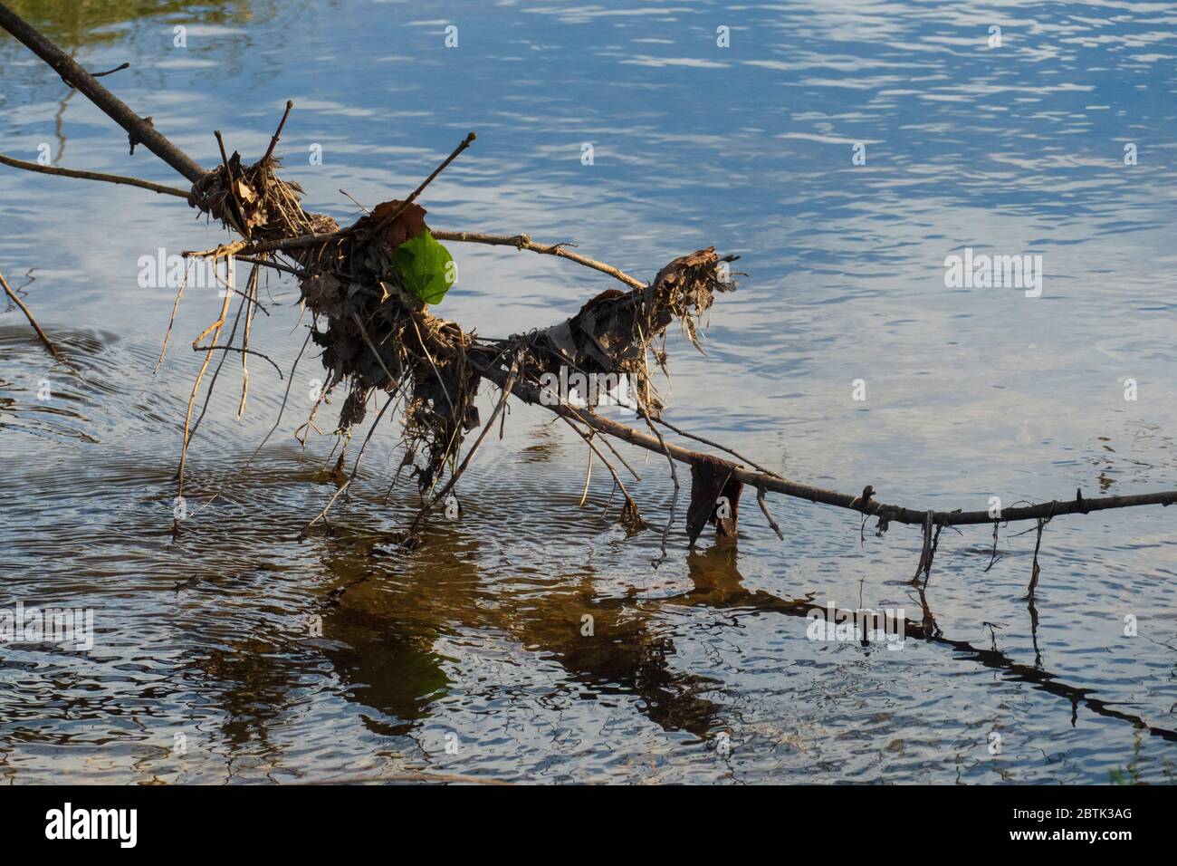 Blätter und Getrüpp sammelt sich an einem Ast der im Wasser hängt Stock Photo