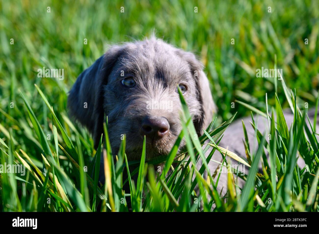 Grey-haired puppies in the grass. The puppies are of the breed: Slovak Rough-haired Pointer or Slovak Wirehaired Pointing Griffon. Stock Photo