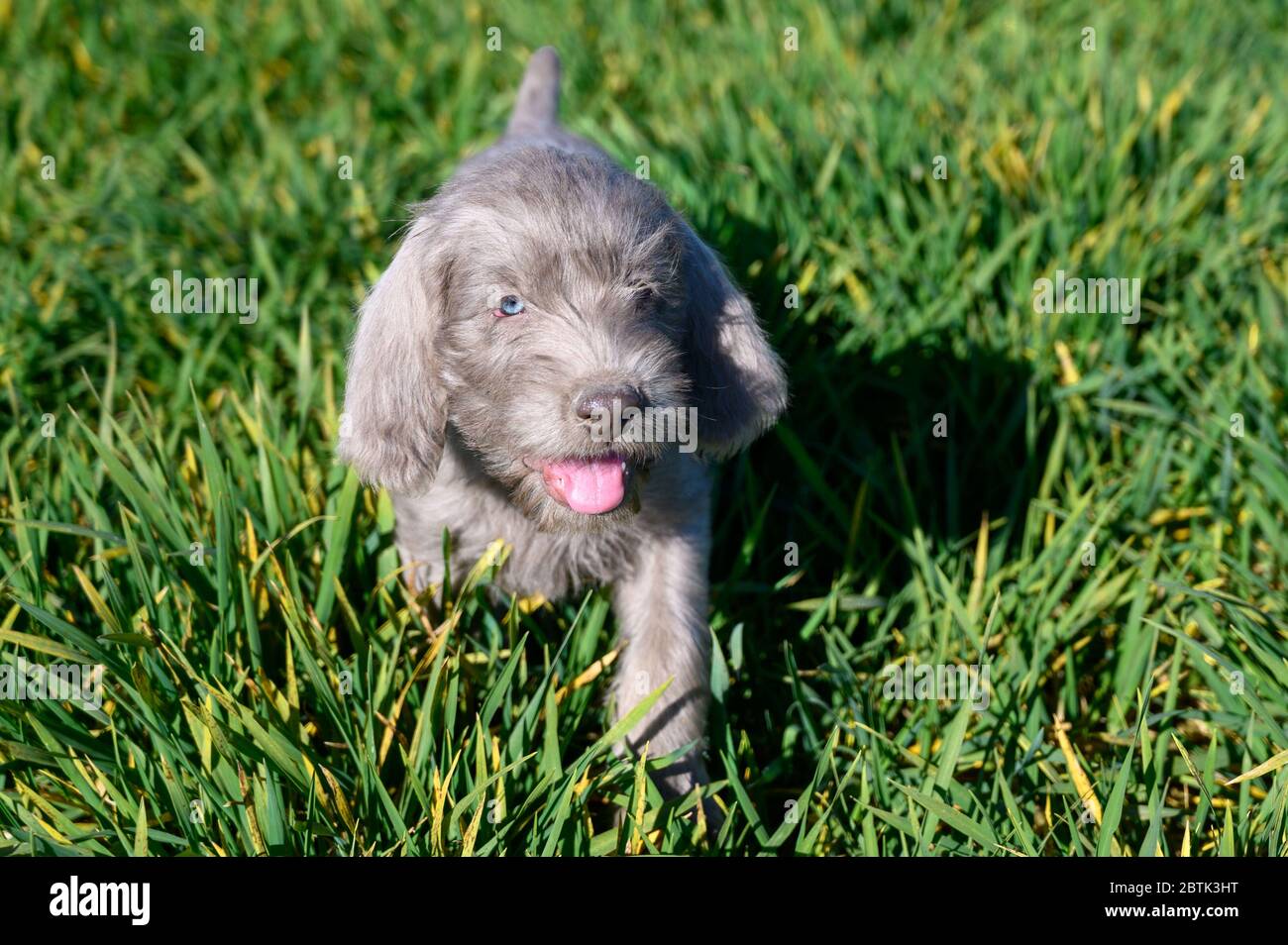 Grey-haired puppies in the grass. The puppies are of the breed: Slovak Rough-haired Pointer or Slovak Wirehaired Pointing Griffon. Stock Photo