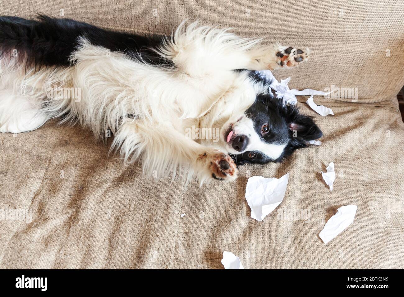 Why Do Dogs Go On Their Backs When Guilty