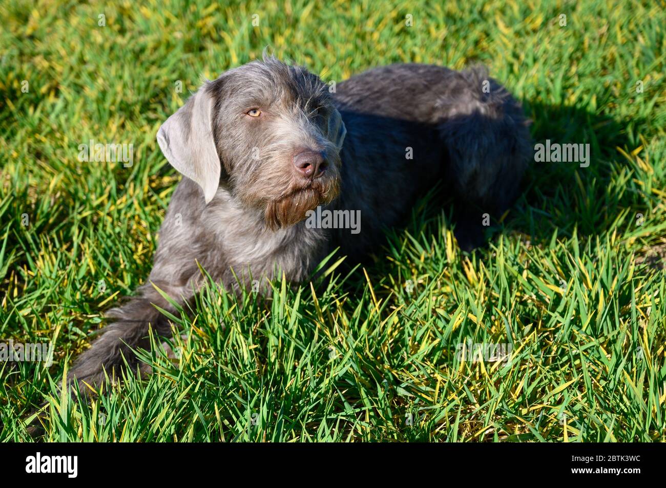 Grey-haired dog in the grass. The dog is of the breed: Slovak Rough-haired Pointer or Slovak Wirehaired Pointing Griffon. Stock Photo