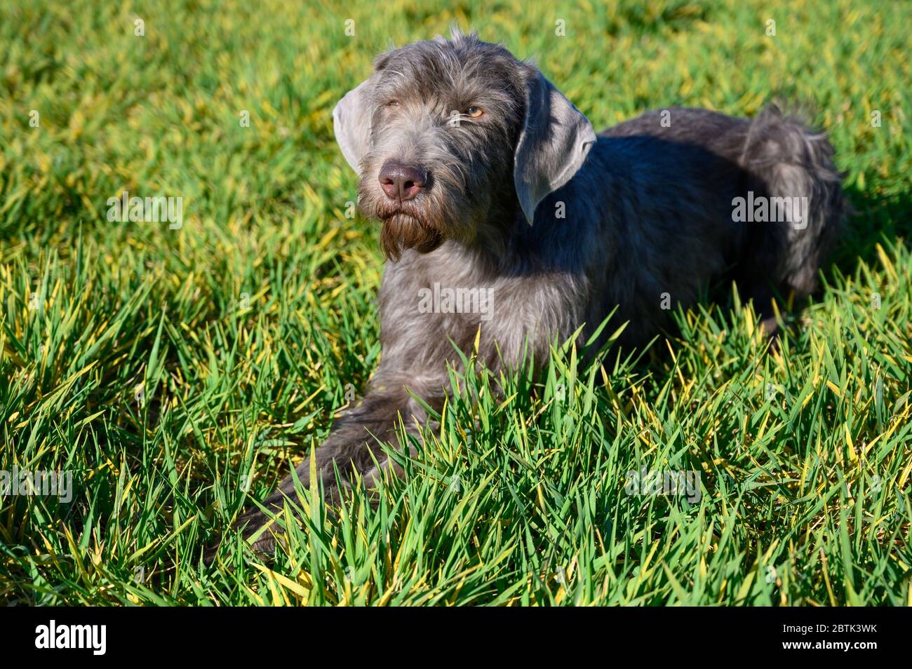 Grey-haired dog in the grass. The dog is of the breed: Slovak Rough-haired Pointer or Slovak Wirehaired Pointing Griffon. Stock Photo