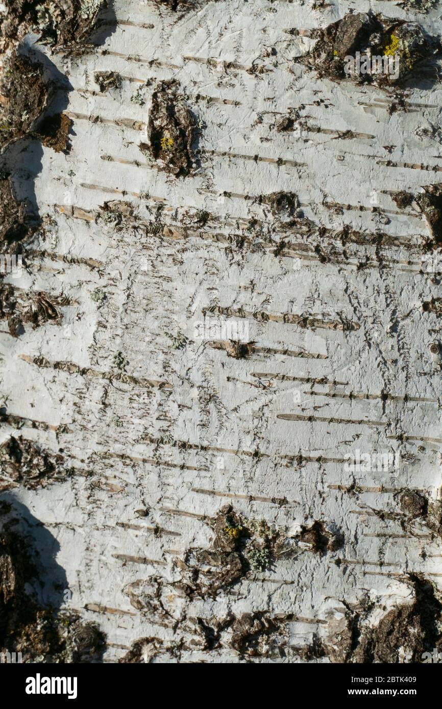 Birkenrinde, Borke in einer Detailaufnahme Stock Photo