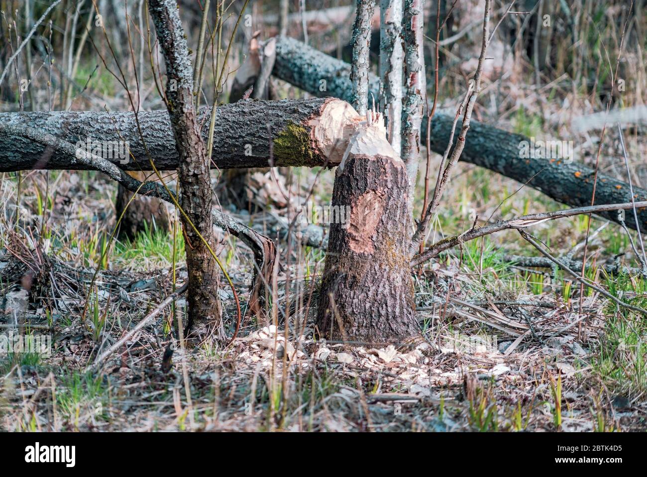 A tree gnawed by a beaver . Stock Photo