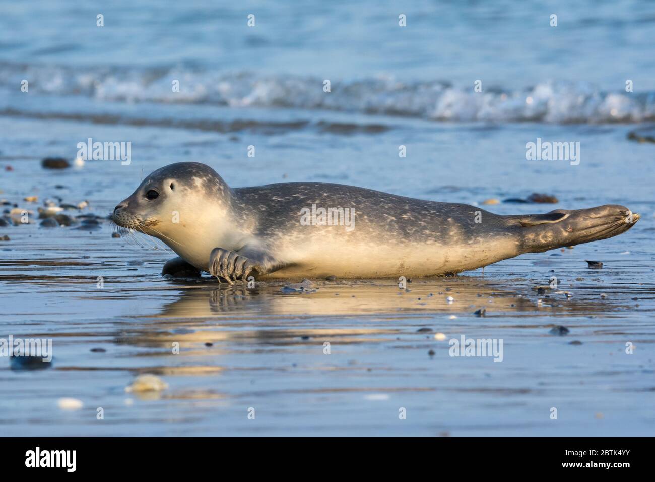 Common seal known also as Harbour seal, Hair seal or Spotted seal