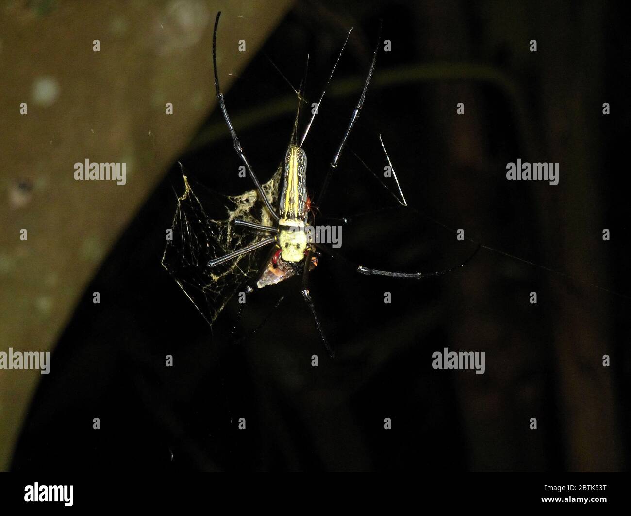 Closeup of a spider in the rain forest of Thailand Stock Photo