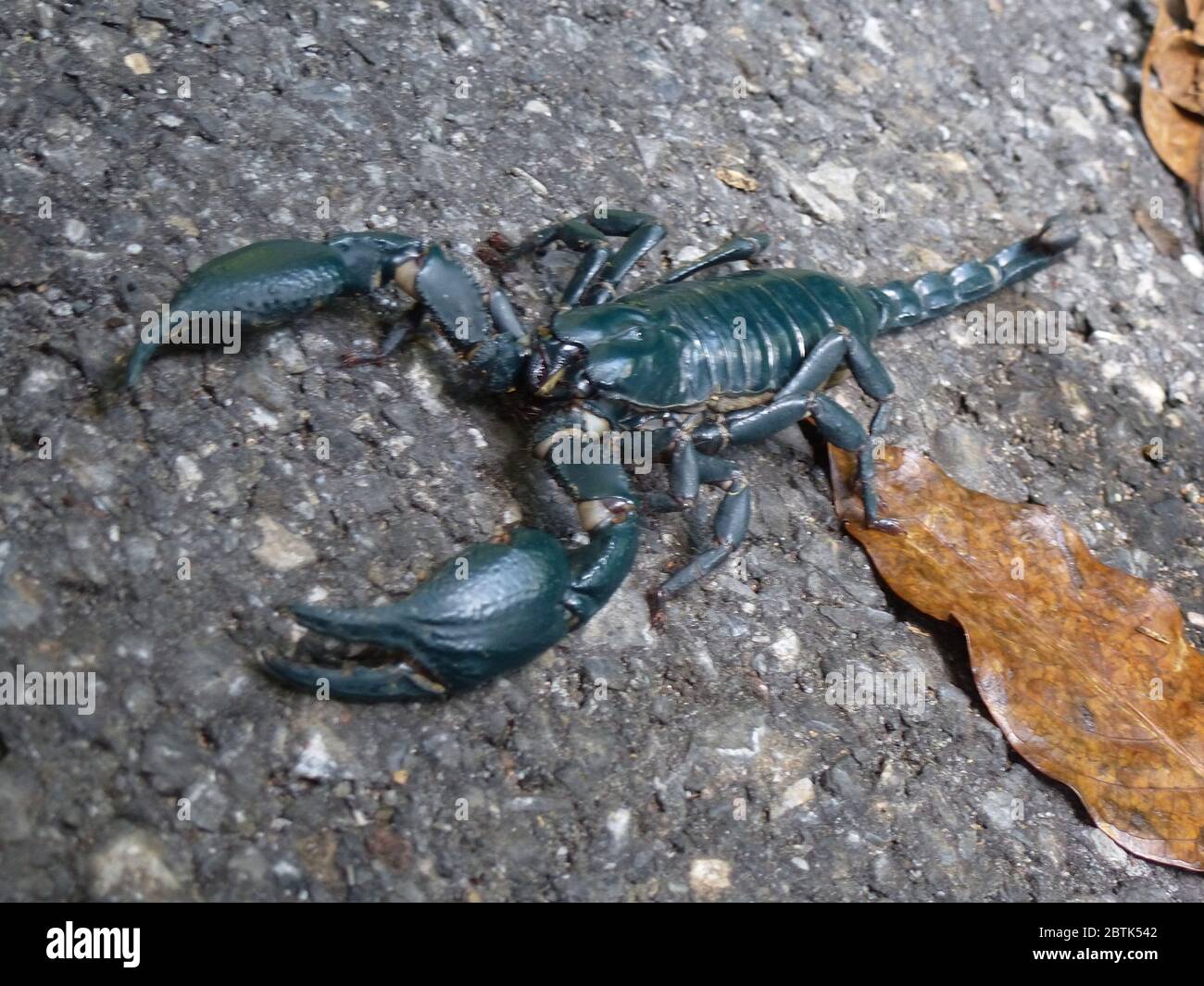 Huge blue scorpion in a forest in Thailand Stock Photo