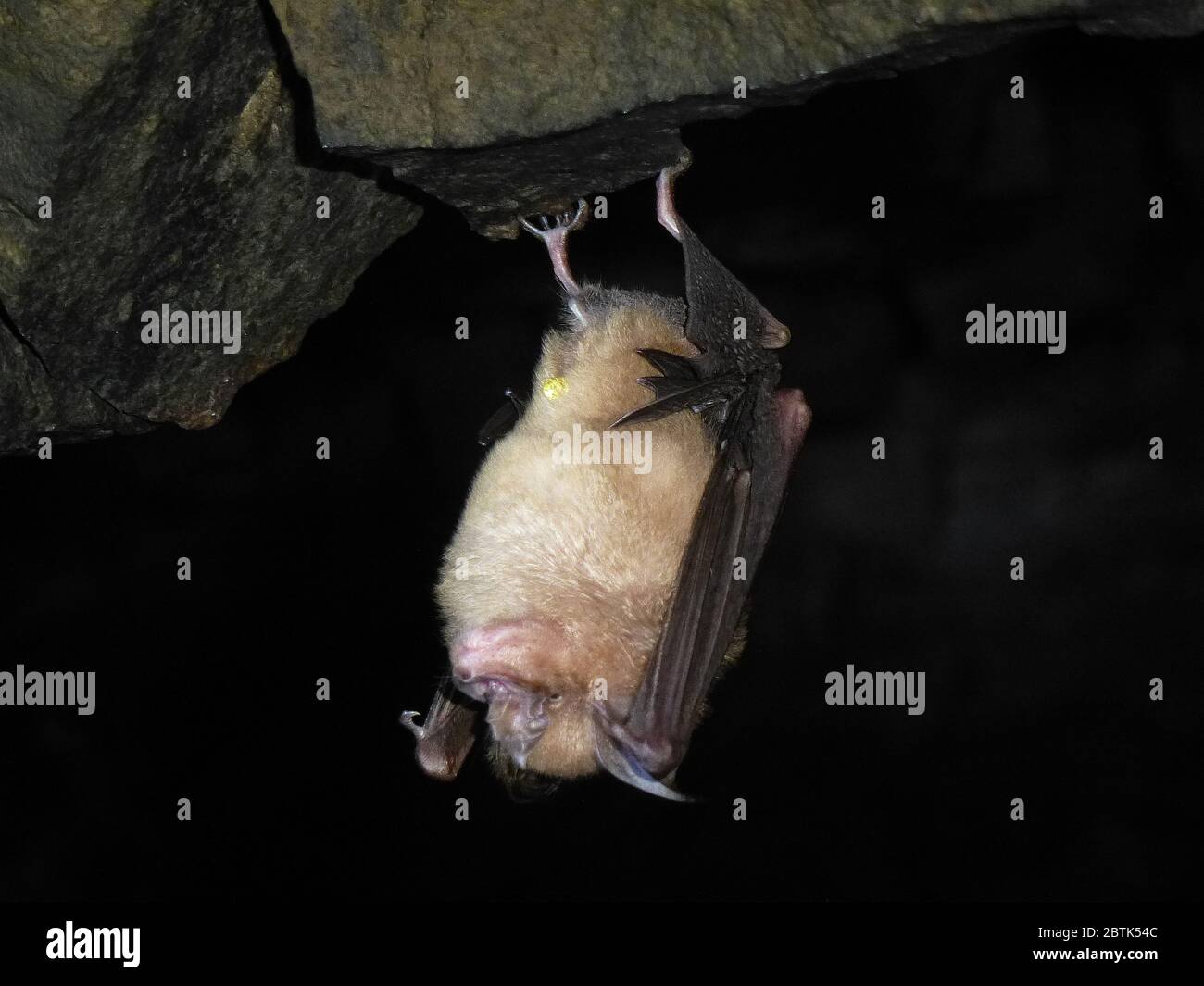 Cute bat is sleeping in a cave in Thailand Stock Photo