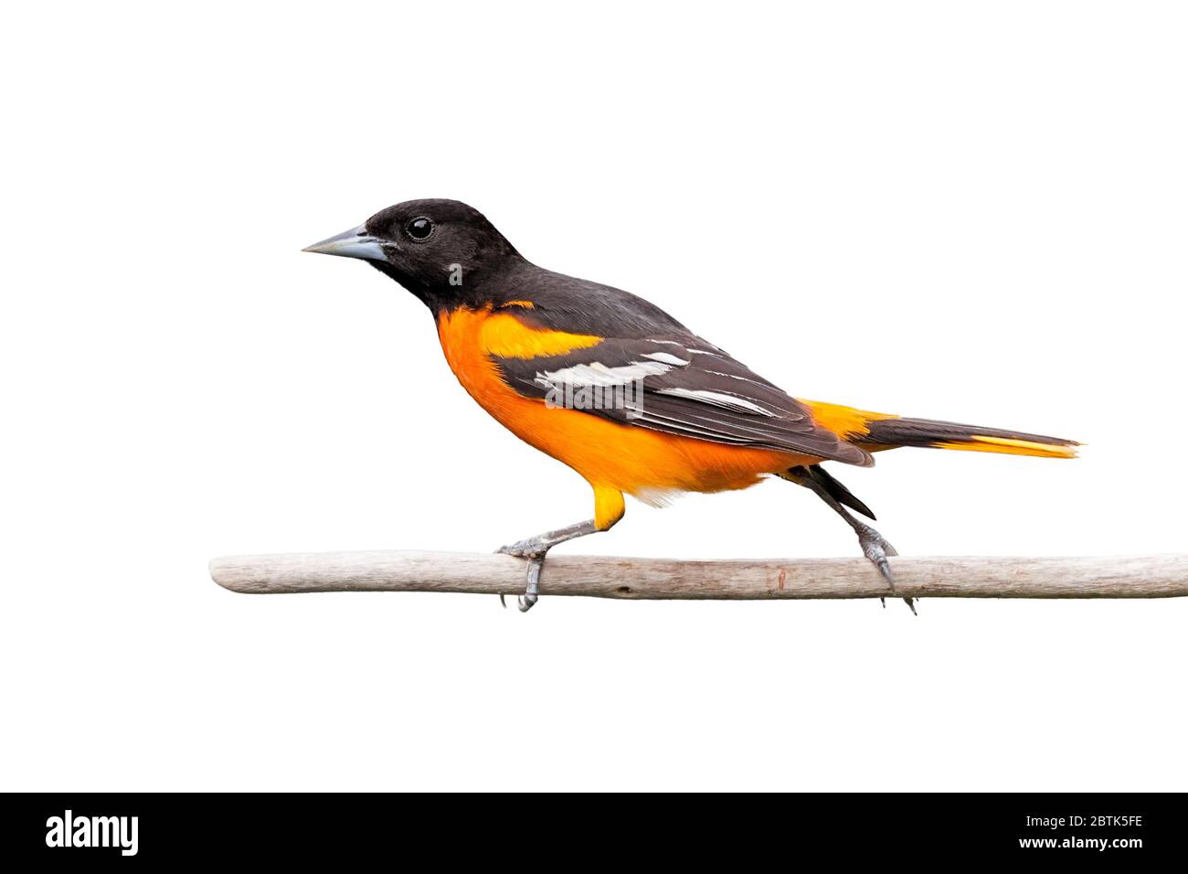 With its legs fully spread apart, a baltimore oriole walks across a branch. White background Stock Photo