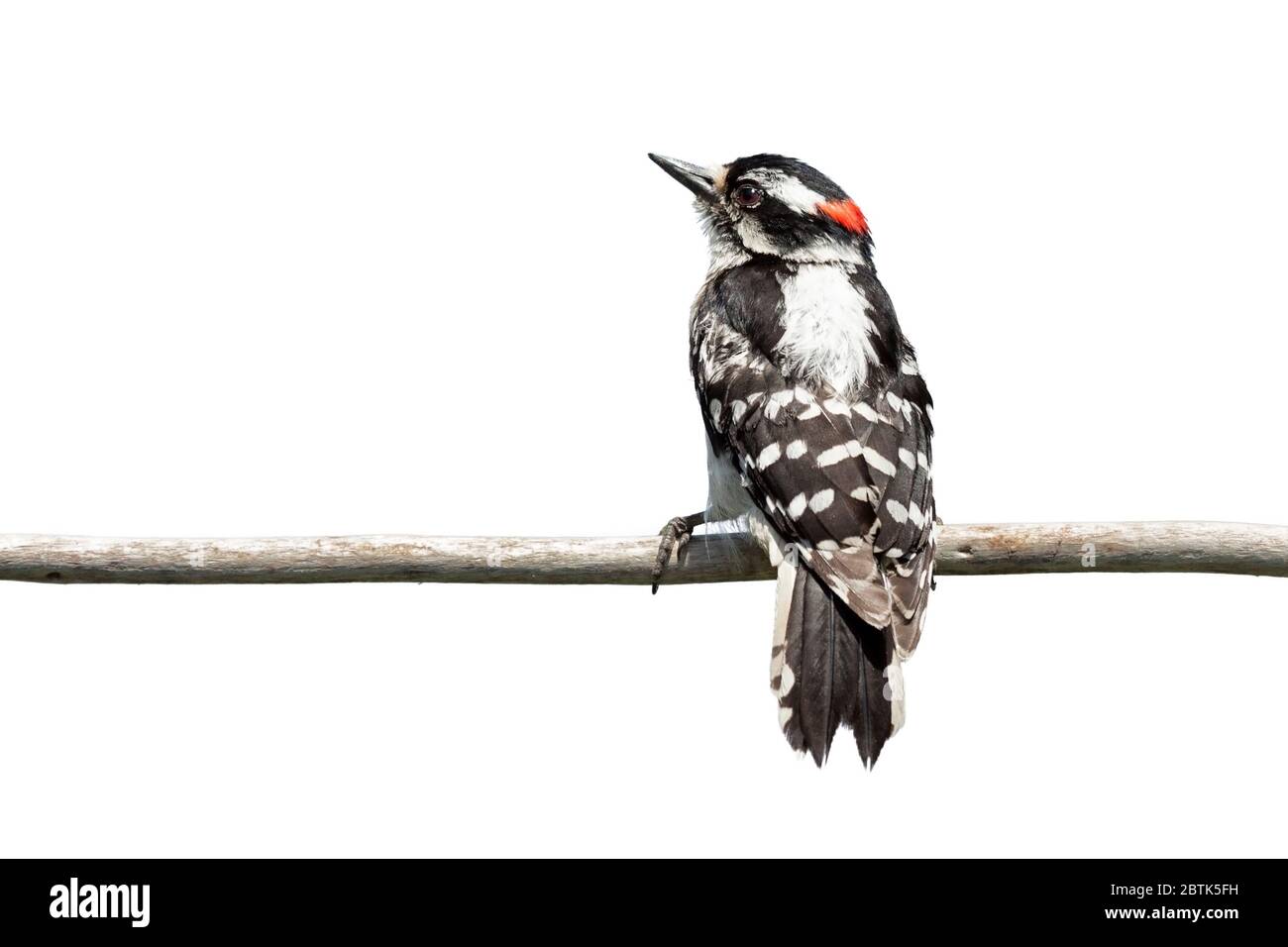 A backside view of a downy woodpecker as it clutches onto a branch. The red patch on its head glows against the barred white and black stripes of its Stock Photo