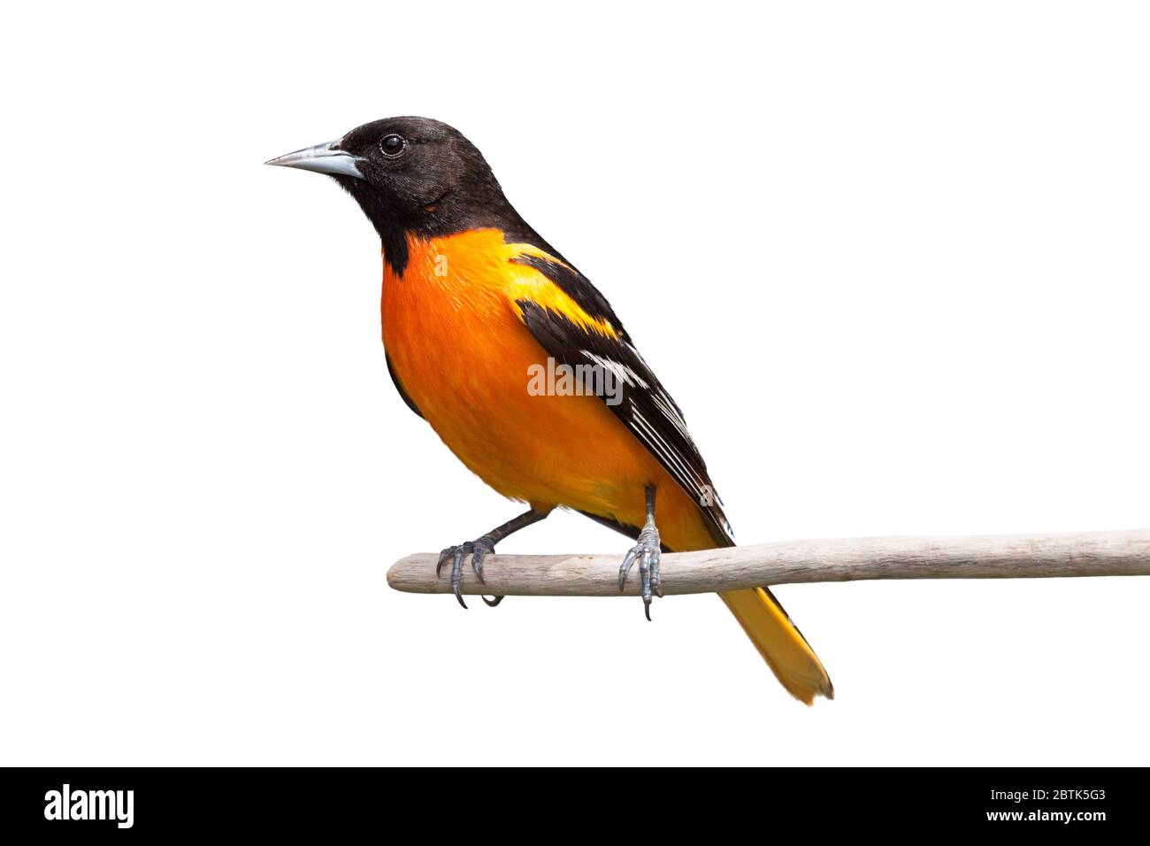 A baltimore oriole isolated on a white background. Stock Photo