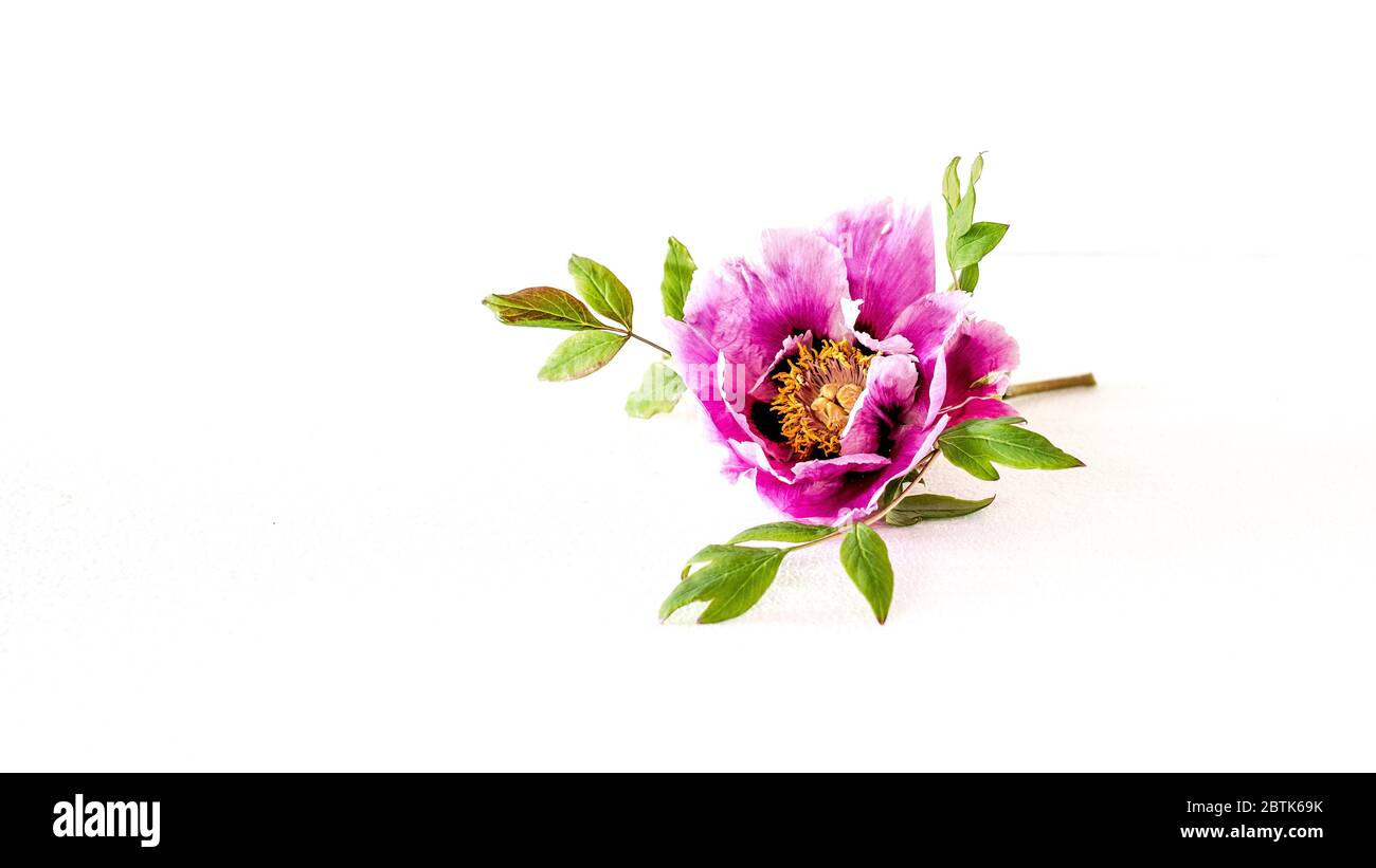 The beautiful and sumptuous flowering tree peony (Paeonia rockii or Paeonia suffruticosa rockii) on white background. A flower with a wonderful scent. Stock Photo