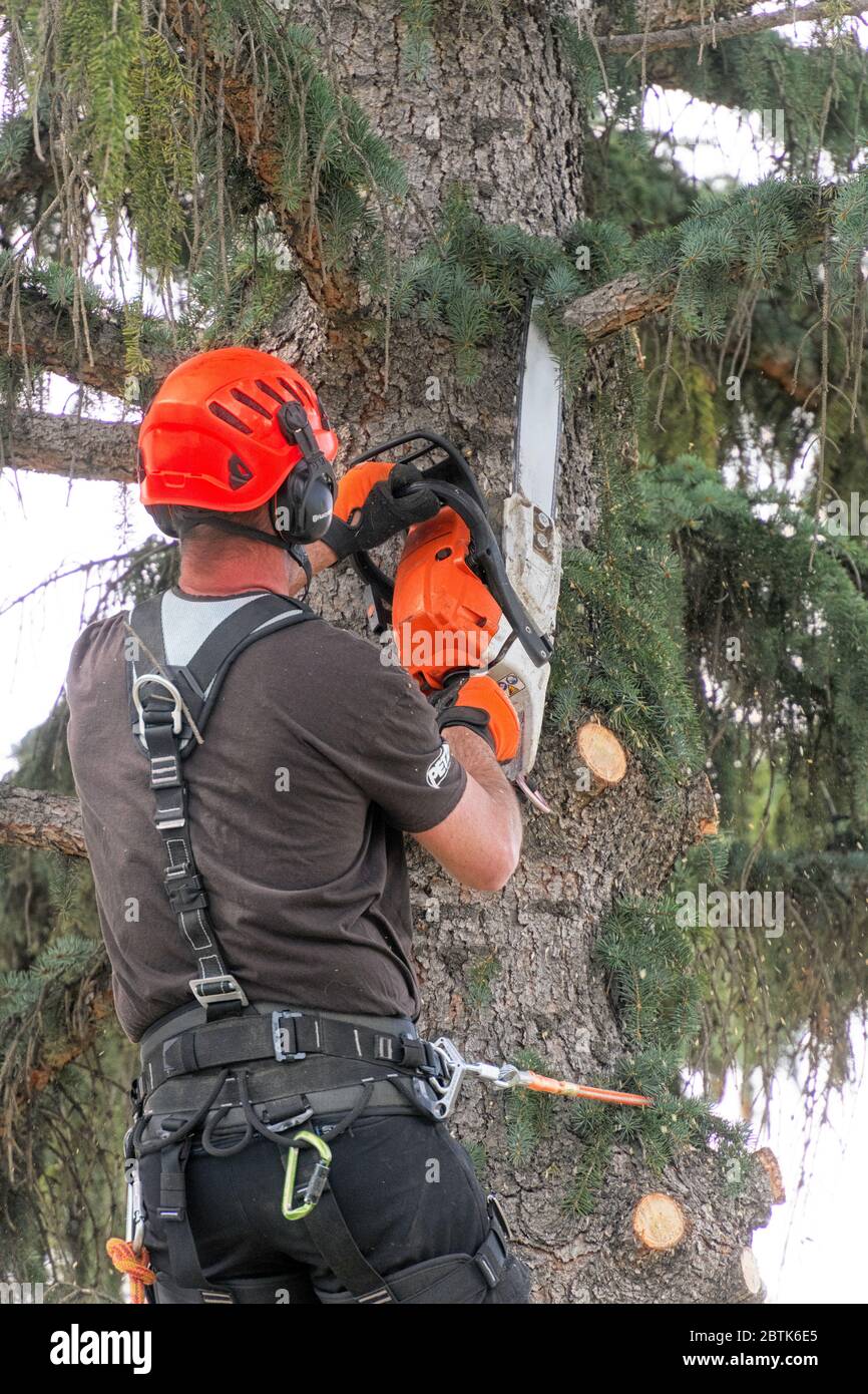 An arborist cutting branches from a fir (spruce tree) preparing to cut