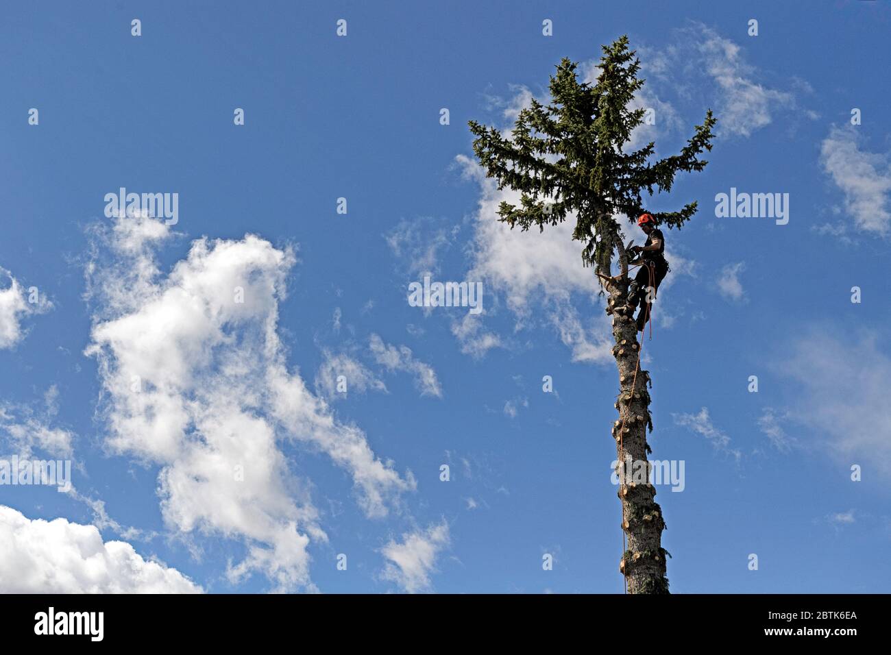 An arborist cutting branches from a fir (spruce tree) preparing to cut down the entire tree Stock Photo