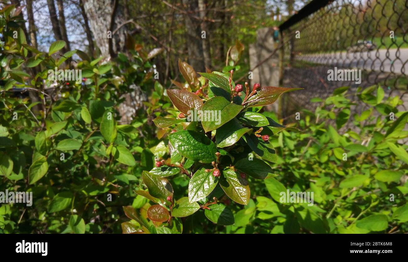 Cotoneaster lucidus.Cotoneasters are very popular garden shrubs. Without flowers and fruits. A hedge or hedgerow. Shiny cotoneaster green wall shrub. Stock Photo