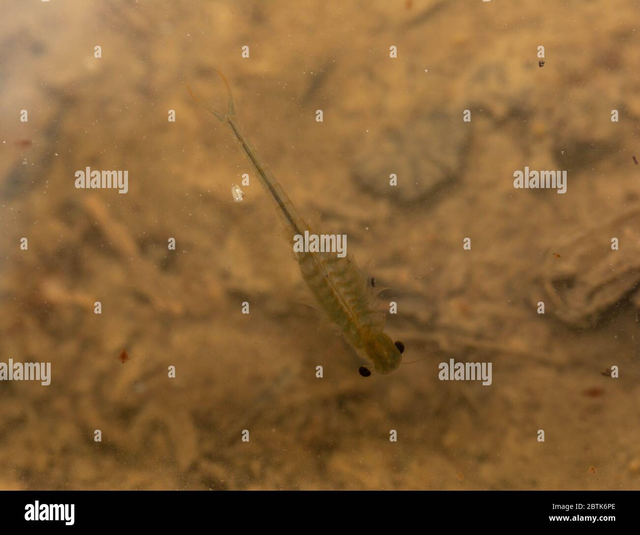 Fairy Shrimp from Jefferson County, Colorado, USA. Stock Photo