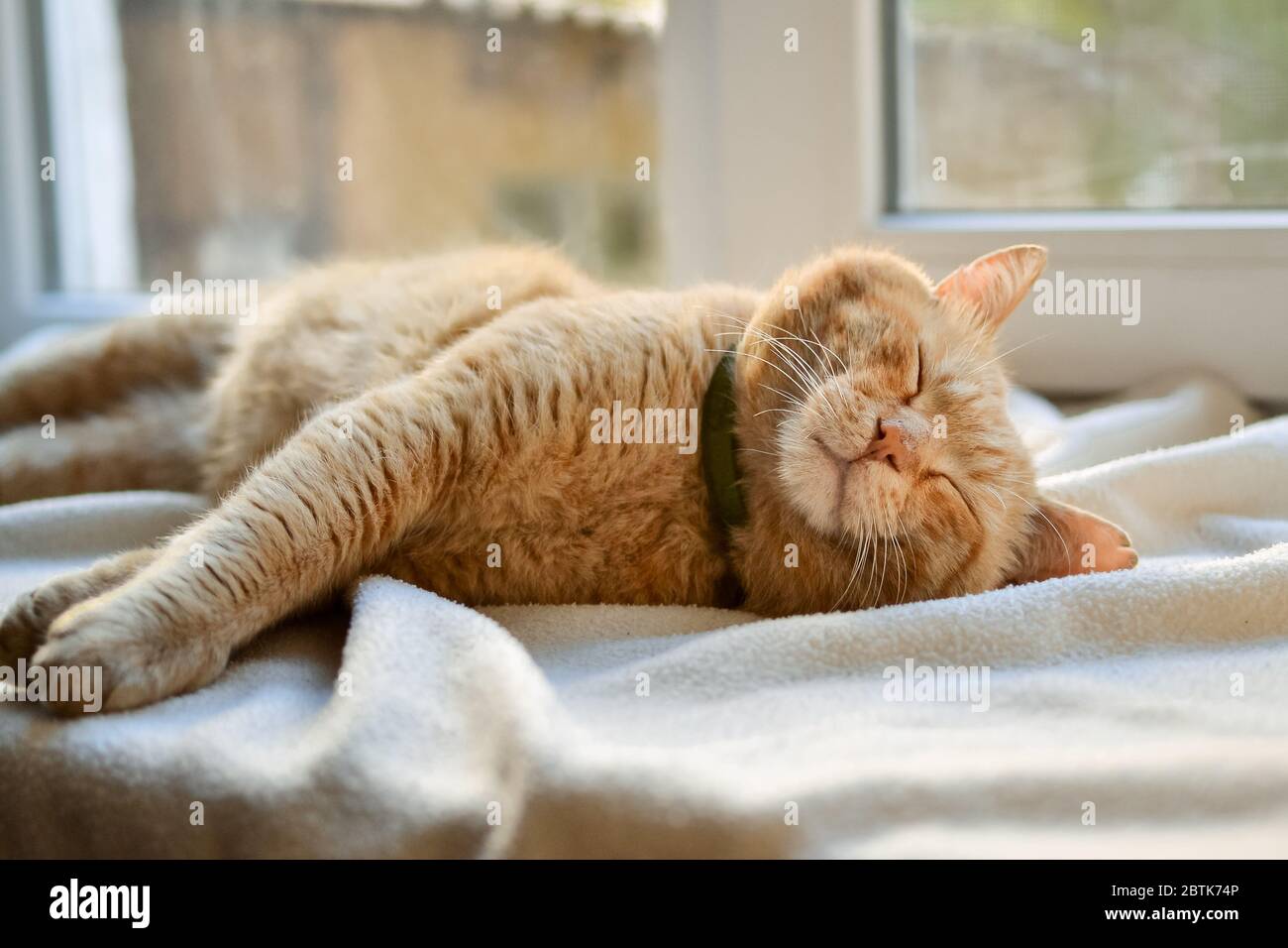 Beautiful red cat lies on the windowsill on a sunny day. Cute red cat lies on a white bedspread. Close-up. The pet is resting at home. A place for Stock Photo