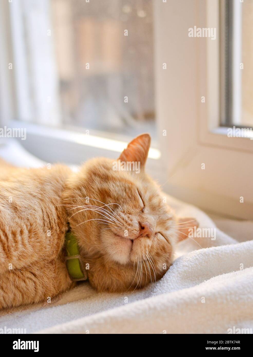 Beautiful red cat lies on the windowsill on a sunny day. Cute red cat lies on a white bedspread. Close-up. The pet is resting at home. A place for Stock Photo