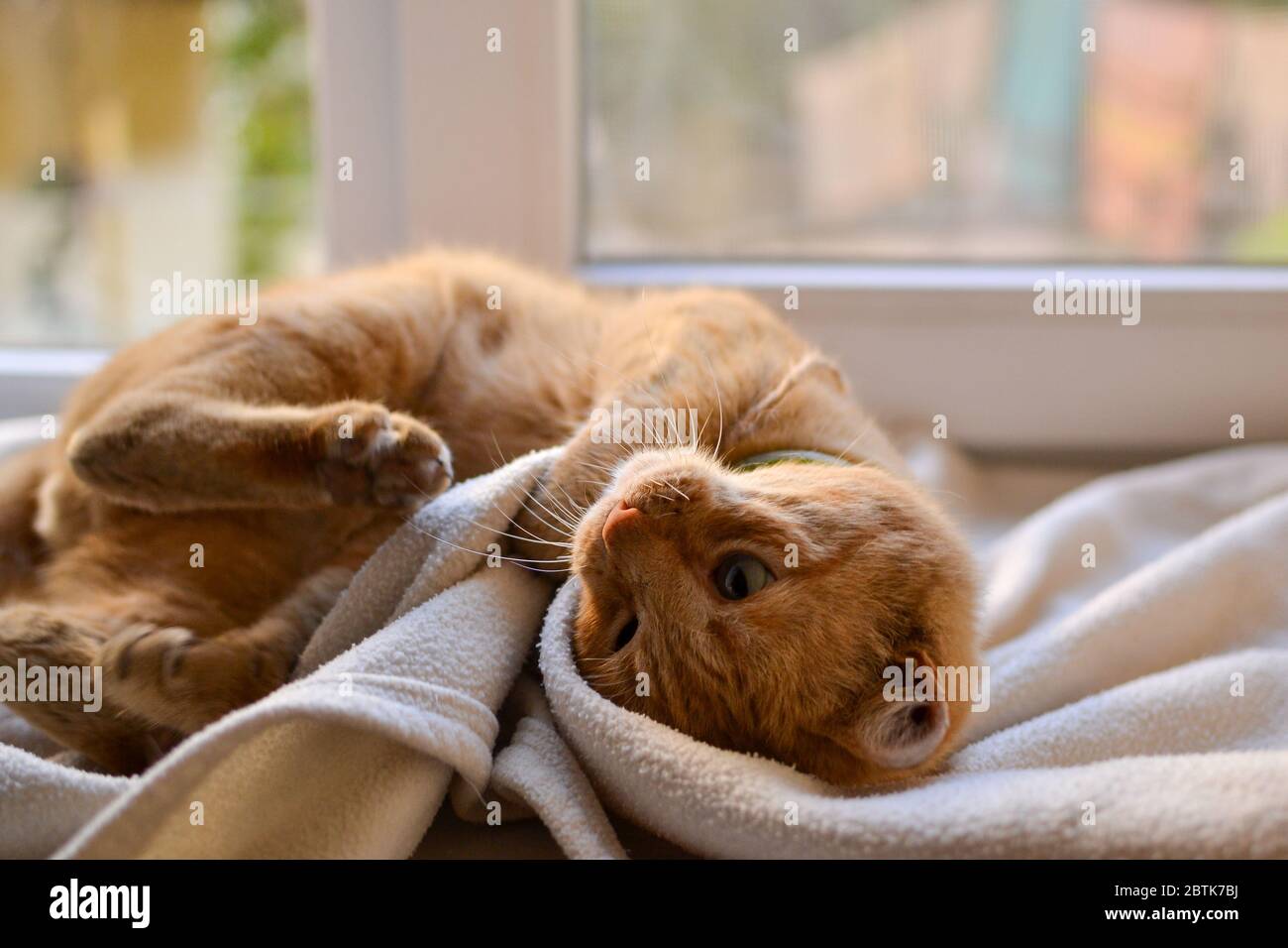 Beautiful red cat lies on the windowsill on a sunny day. Cute red cat lies on a white bedspread. Close-up. The pet is resting at home. A place for Stock Photo