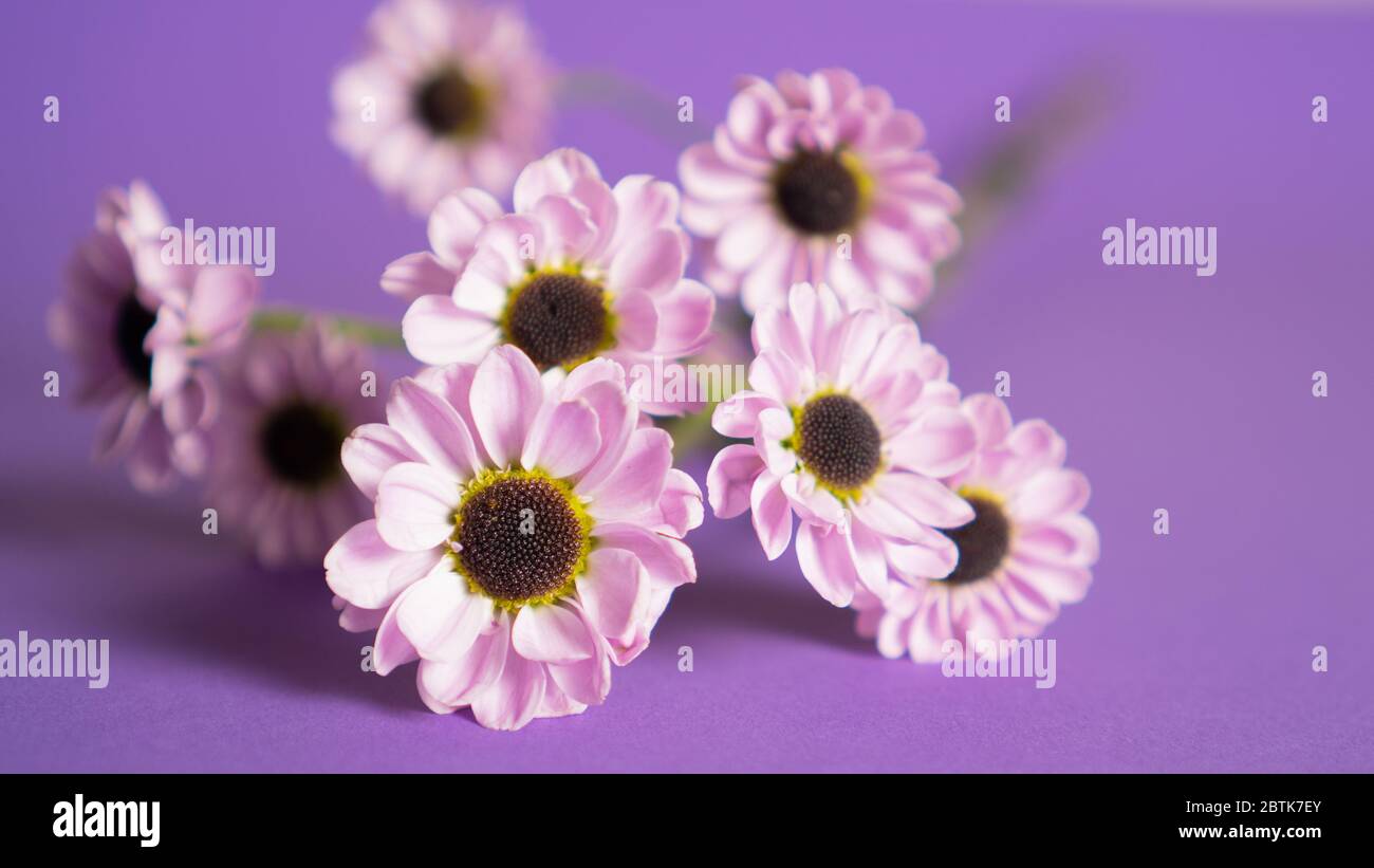 Close up delicate small flowers on violet background. Branch of