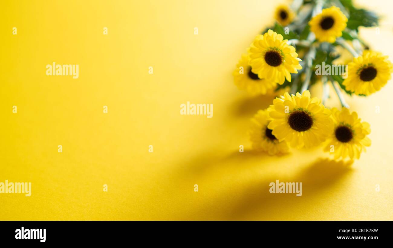 Branch of small yellow chrysanthemums flowers with soft shadow and copy space. Little pleasure for moms. Sun and summer Stock Photo