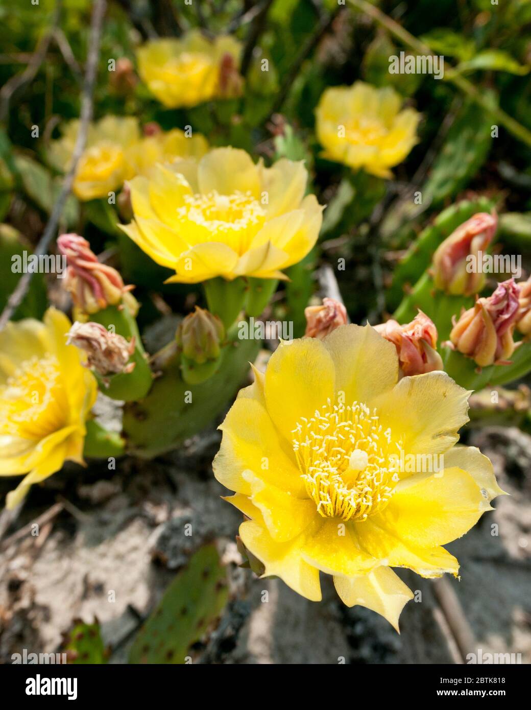 Opuntia humifusa (Devil's-Tongue, Eastern Prickly Pear, Indian Fig) with yellow flowers, on beach near North Sea Harbor, Long Island, New York, USA. Stock Photo