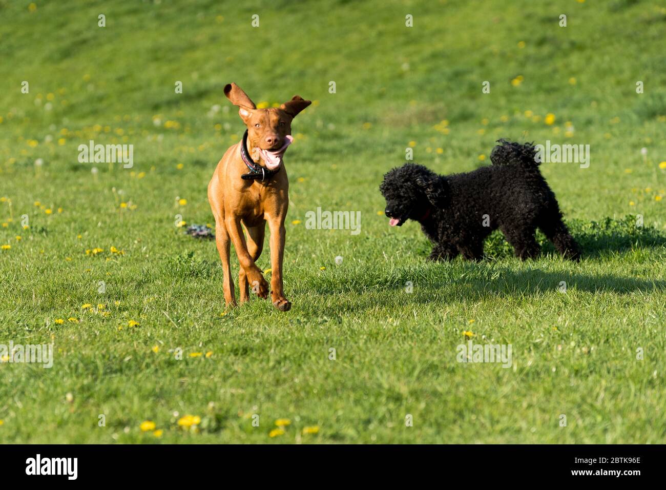 Two friendly dogs play on a green meadow during an afternoon walk Stock ...