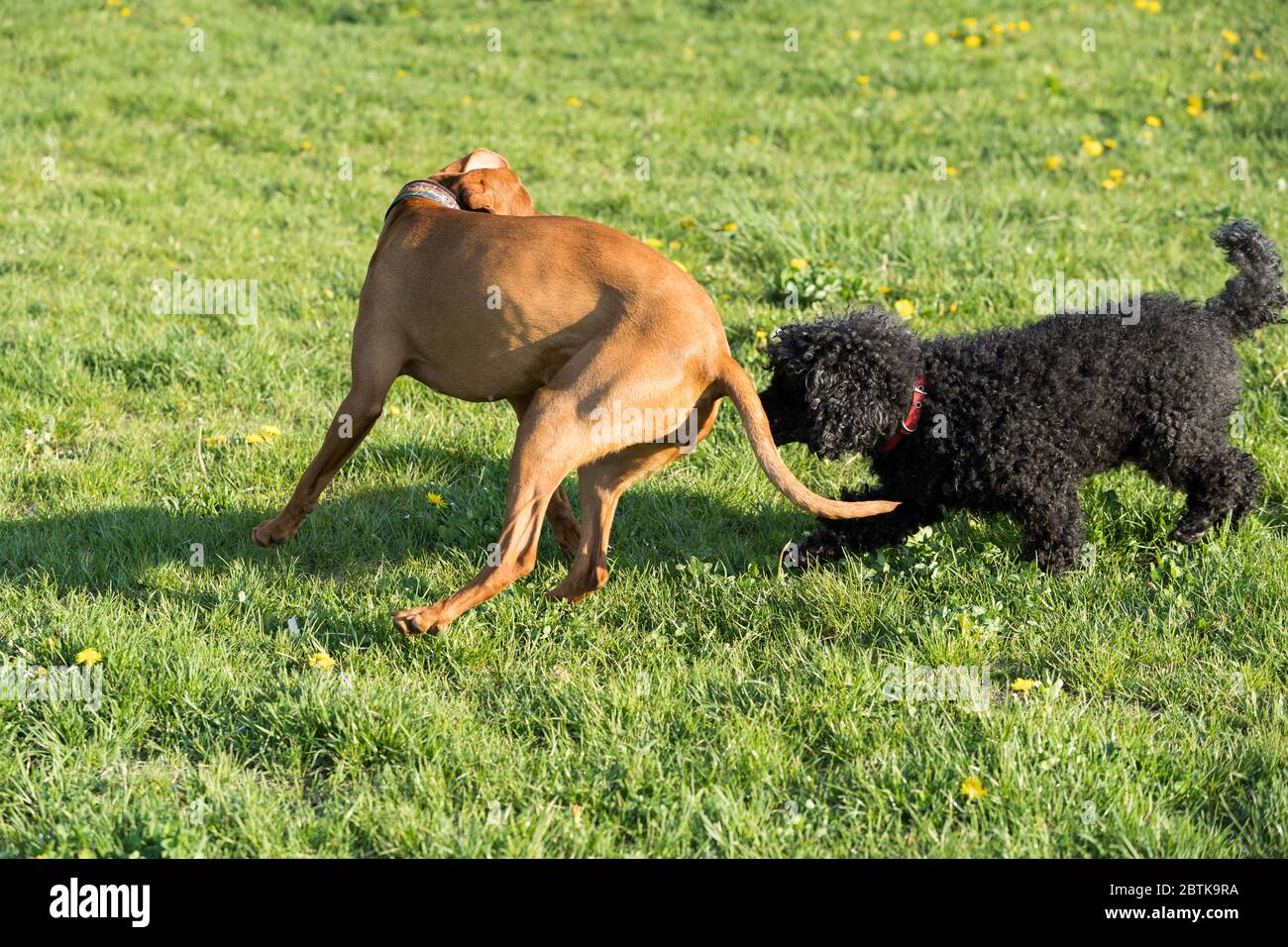 Two friendly dogs play on a green meadow during an afternoon walk Stock ...