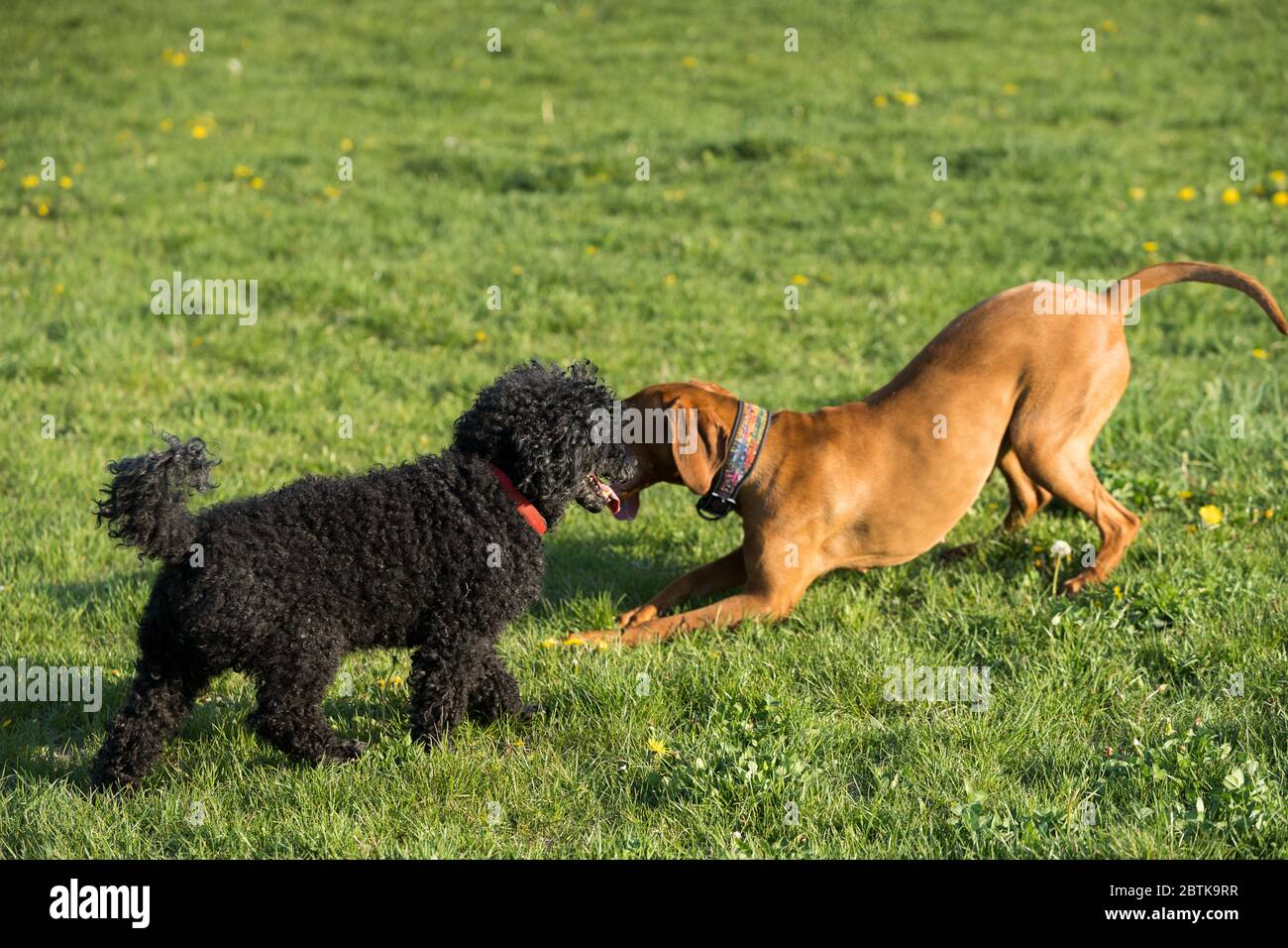 Two friendly dogs play on a green meadow during an afternoon walk Stock ...