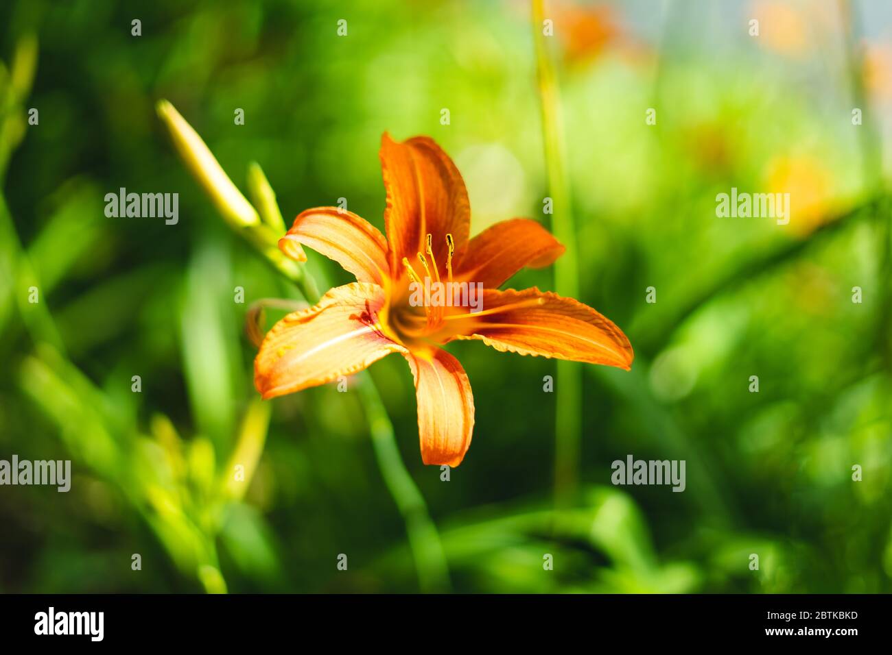 Beautiful orange flower among the green grass. Orange lily among the