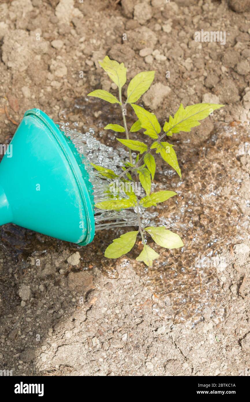 Freshly planted tomato seedlings are watered from a watering can in the greenhouse Stock Photo