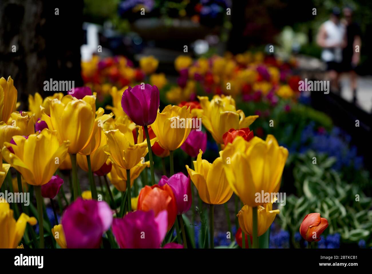 tulip garden on the streets of Chicago Stock Photo
