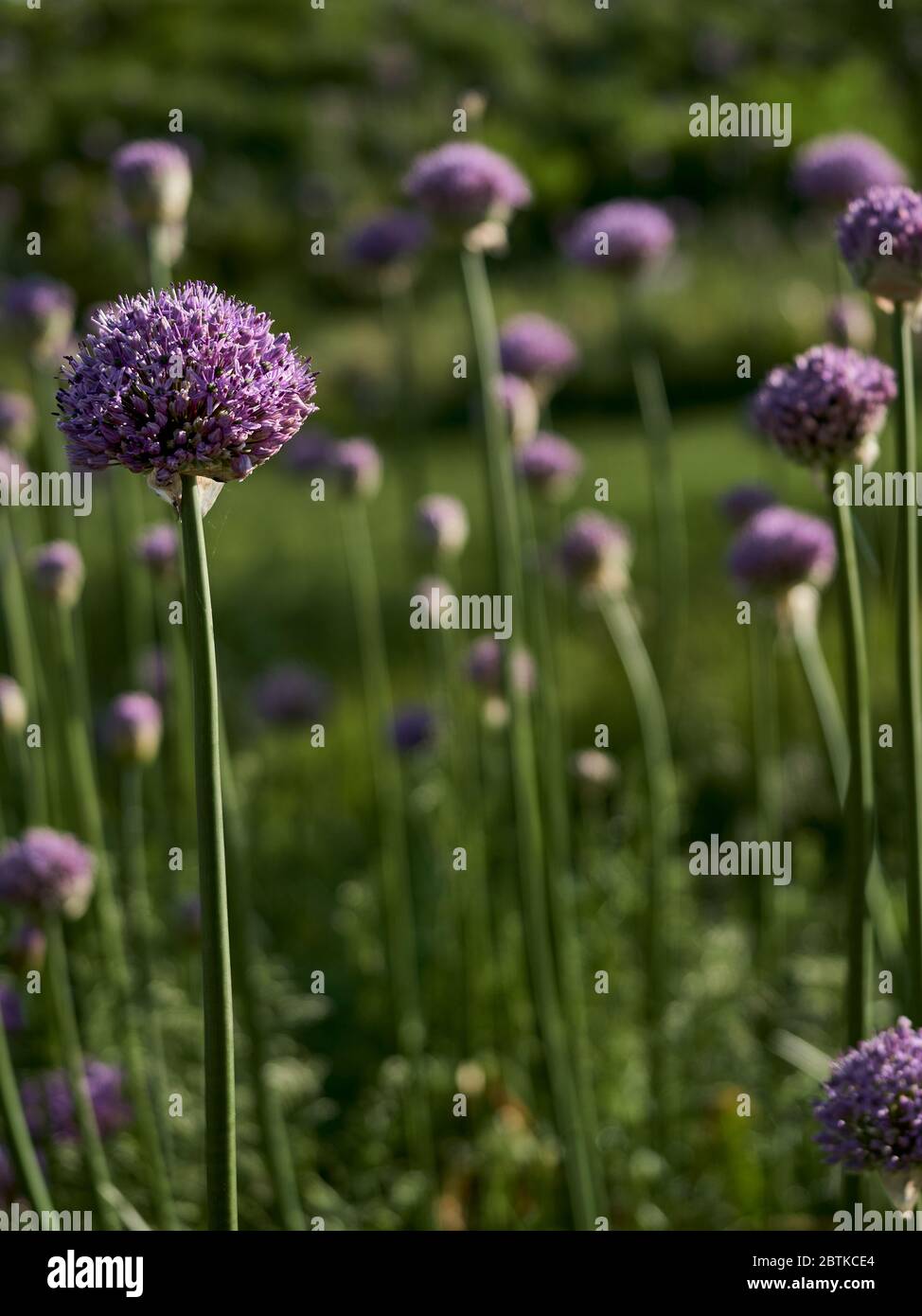 Beautiful purple Allium in bloom in Chicago urban garden Stock Photo Alamy