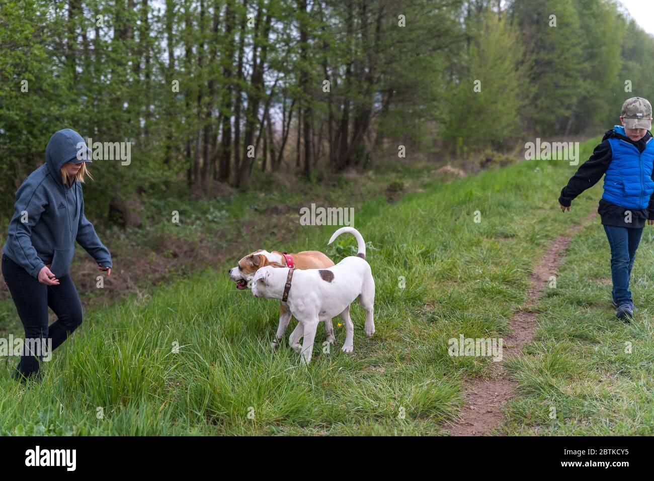 Dogs play. Calming signals for animals. Old dog and young puppy