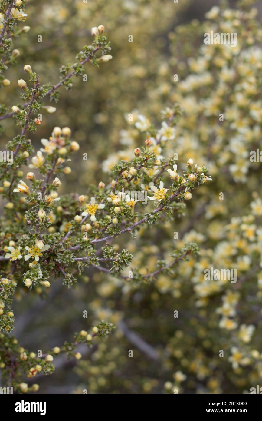 Pale yellow flowers on Bitterbrush, Purshia Tridentata, Rosaceae, native shrub in Pioneertown Mountains Preserve, Southern Mojave Desert, Springtime. Stock Photo