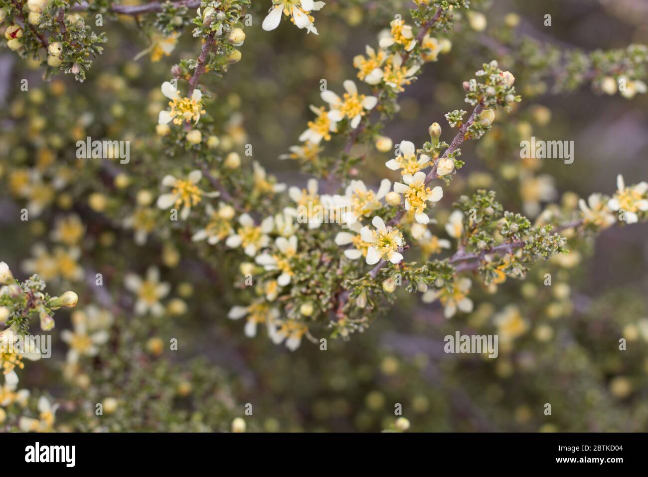 Pale yellow flowers on Bitterbrush, Purshia Tridentata, Rosaceae, native shrub in Pioneertown Mountains Preserve, Southern Mojave Desert, Springtime. Stock Photo