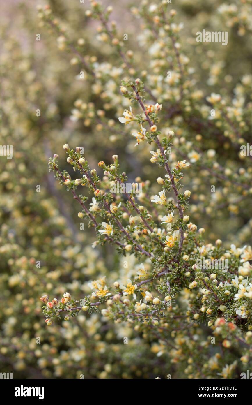 Pale yellow flowers on Bitterbrush, Purshia Tridentata, Rosaceae, native shrub in Pioneertown Mountains Preserve, Southern Mojave Desert, Springtime. Stock Photo