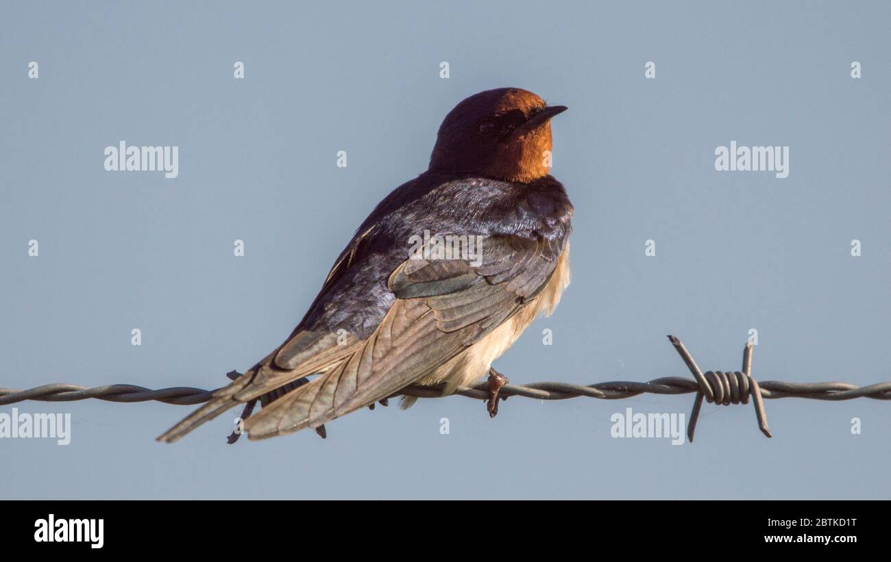 Glasgow, Scotland, UK. 26th May, 2020. Pictured: A Swallow perches in the evening sunlight on whilst perching on a barbed wire fence. Credit: Colin Fisher/Alamy Live News Stock Photo