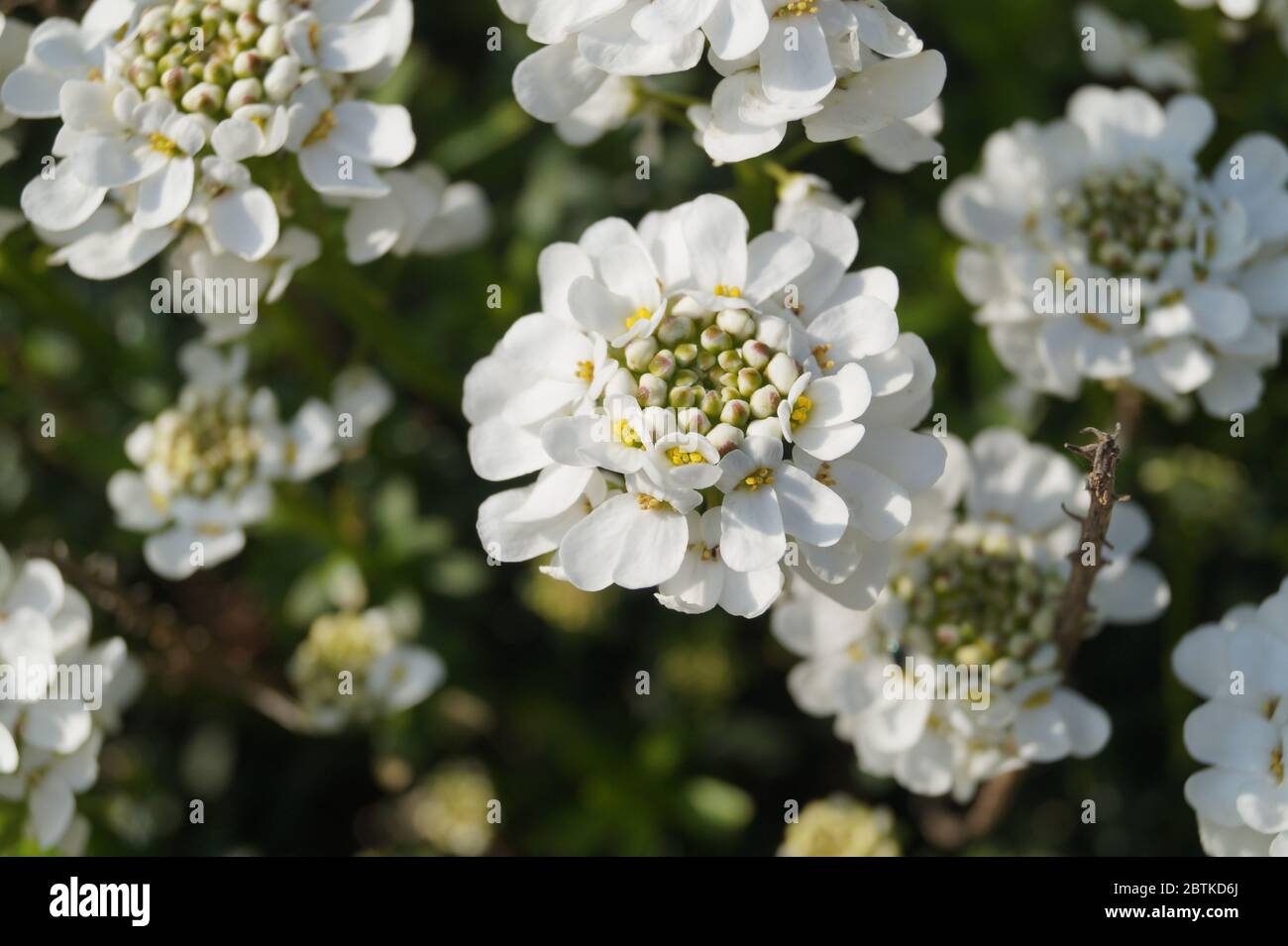 Weiße Blüte Stock Photo