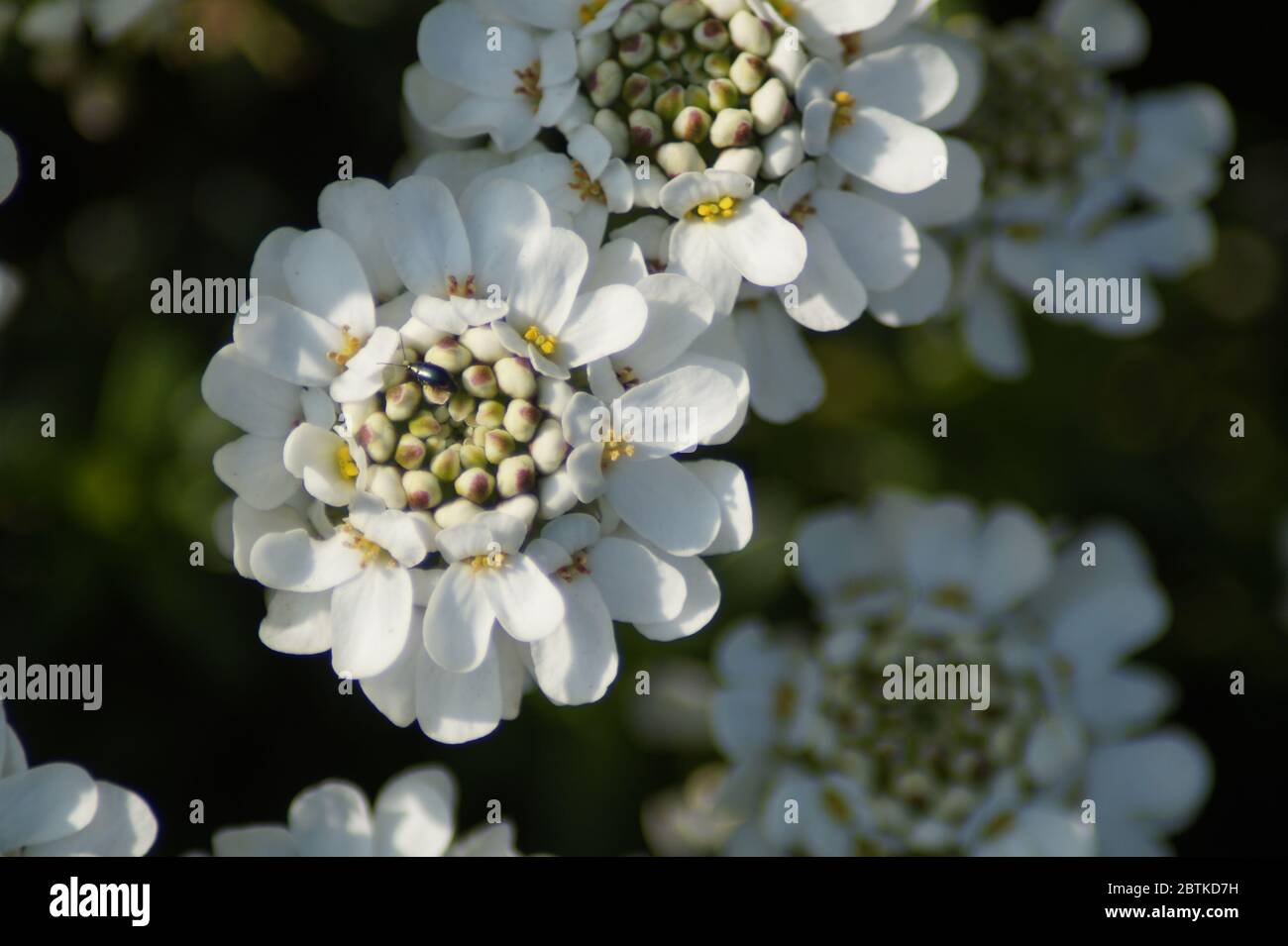 Weiße Blüte mit kleinem Käfer Stock Photo