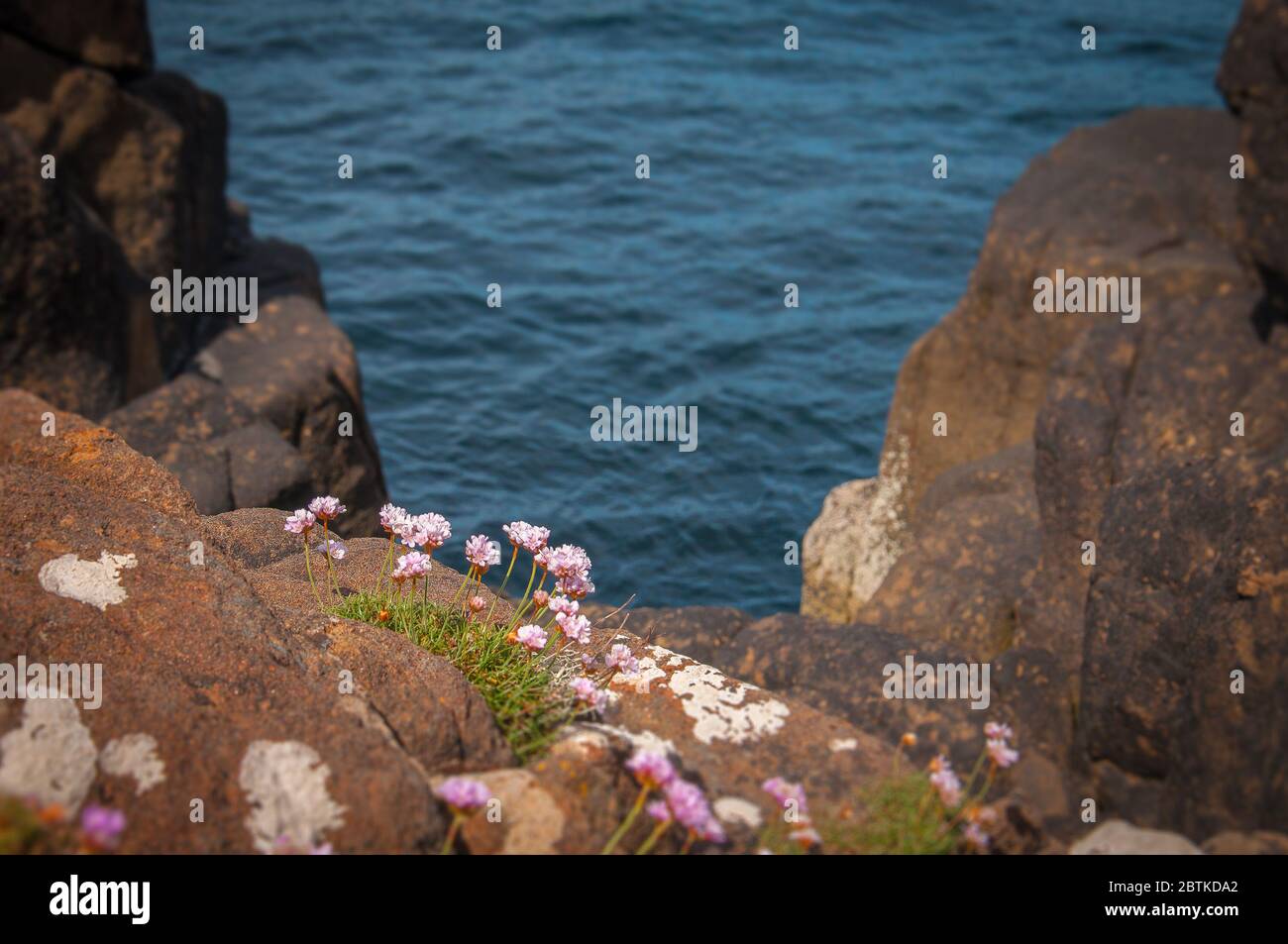 Purple flowers growing on the cliffs with blurred rocks and sea background, Isle of Skye, Scotland. Concept: Scottish landscapes Stock Photo