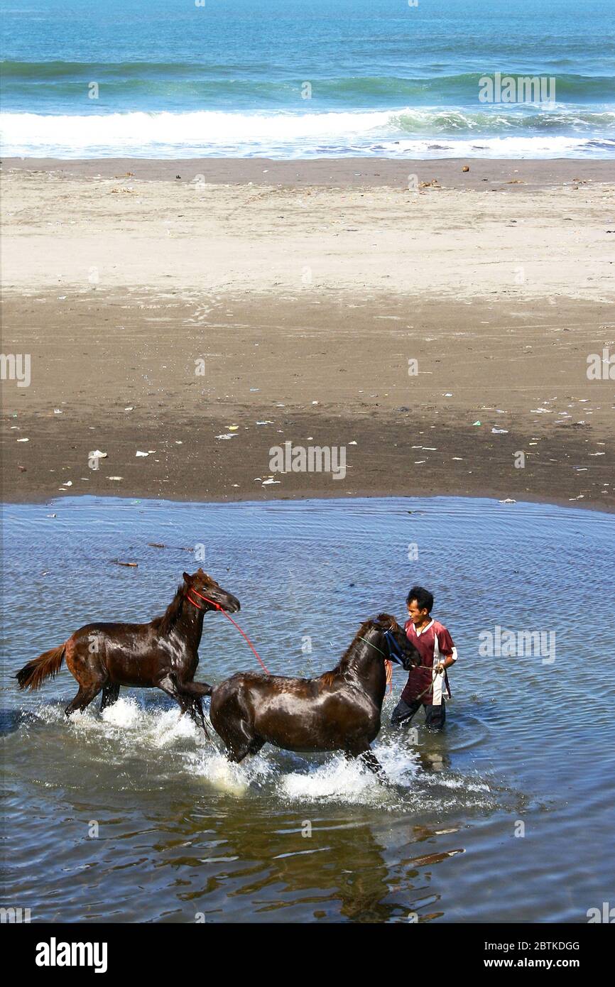 A young man and his horses on the coast of Parangtritis, Yogyakarta, Indonesia. Parangtritis is a beach that is quite famous in Yogyakarta. Stock Photo