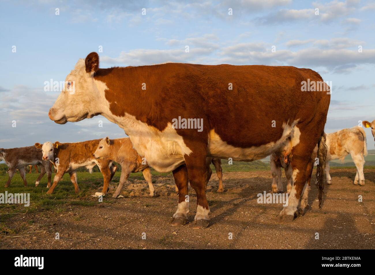 Ayrshire cow hires stock photography and images Alamy