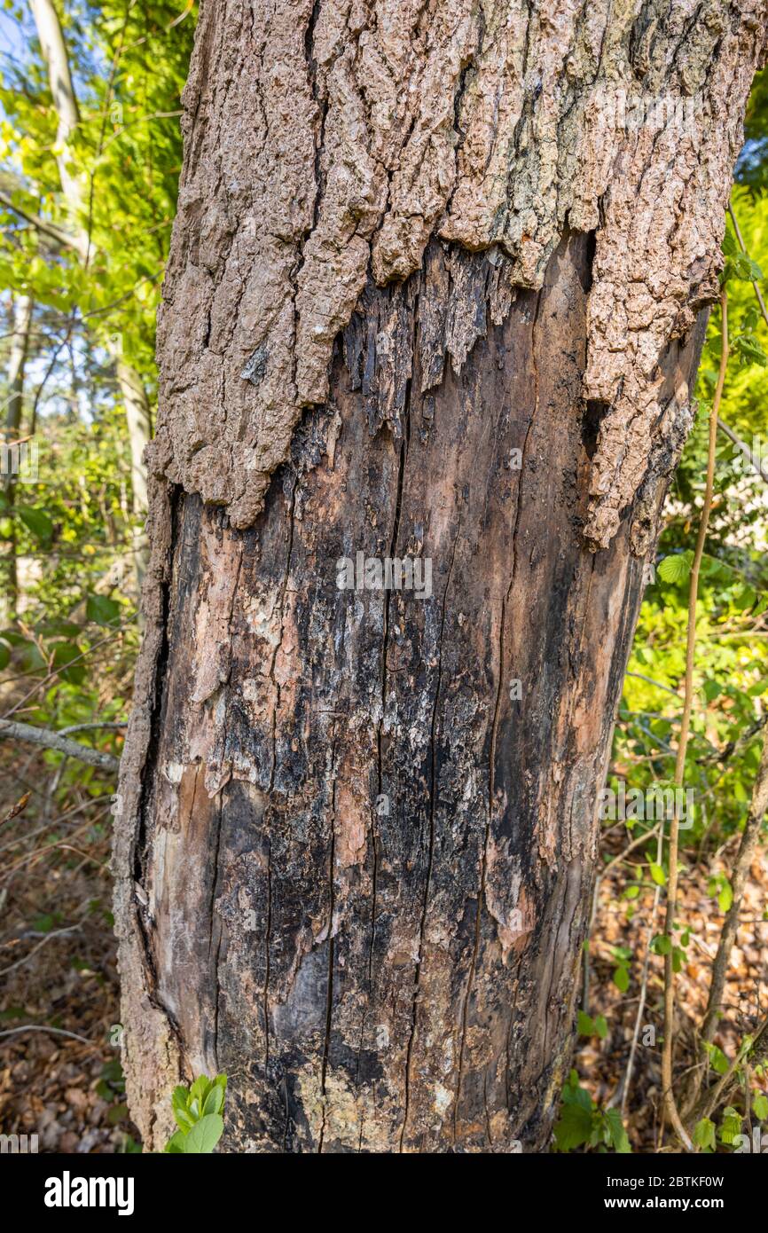 Liquidambar Styraciflua Bark