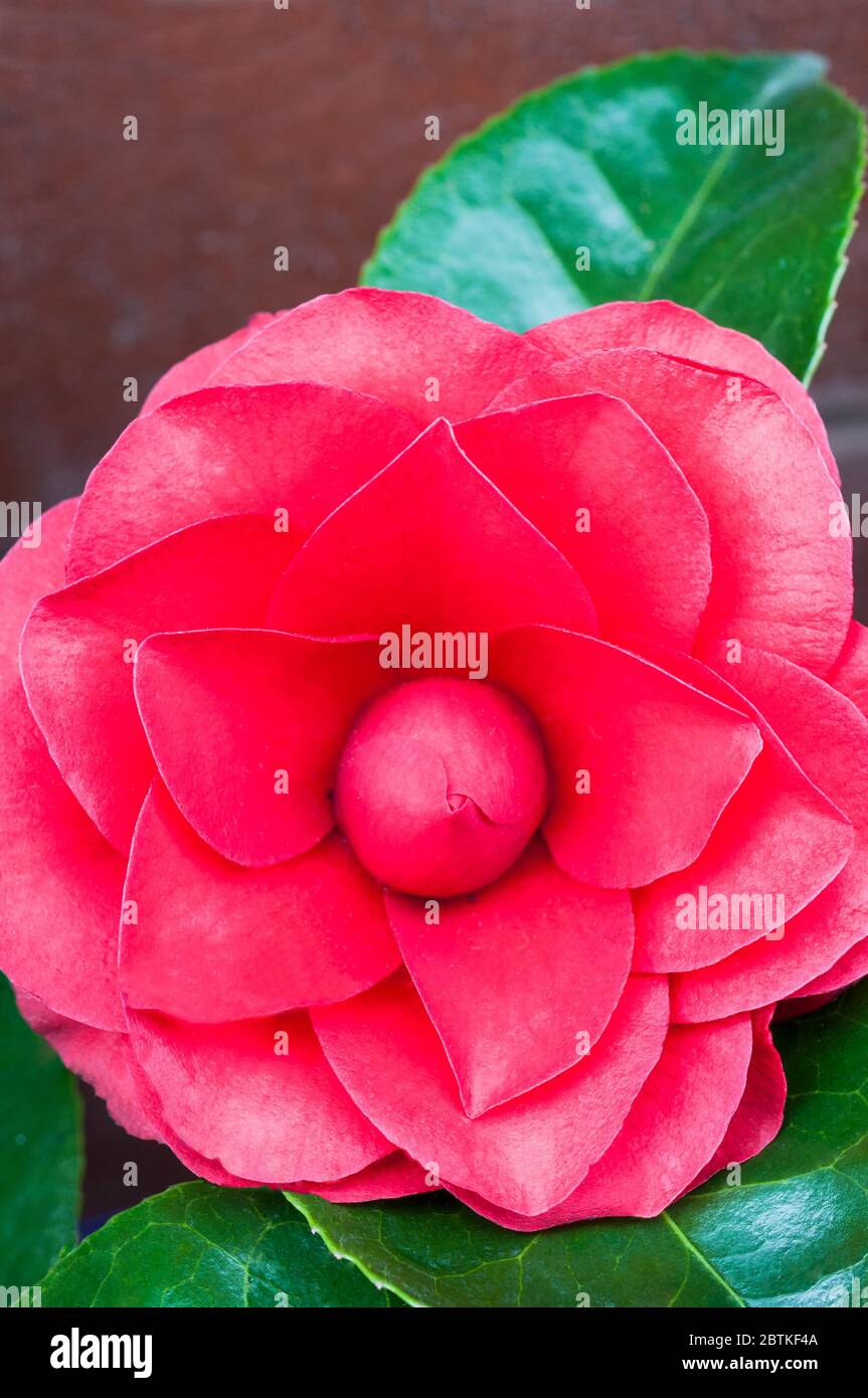 Red Camellia japonica or Common Camellia an upright shrub flowering in spring a perennial and is fully hardy Stock Photo