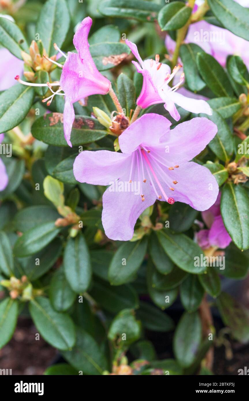 Close up of Dwarf Rhododendron Snipe A prolific flowering rhododendron with pinkish mauve flowers in spring An evergreen perennial that is fully hardy Stock Photo