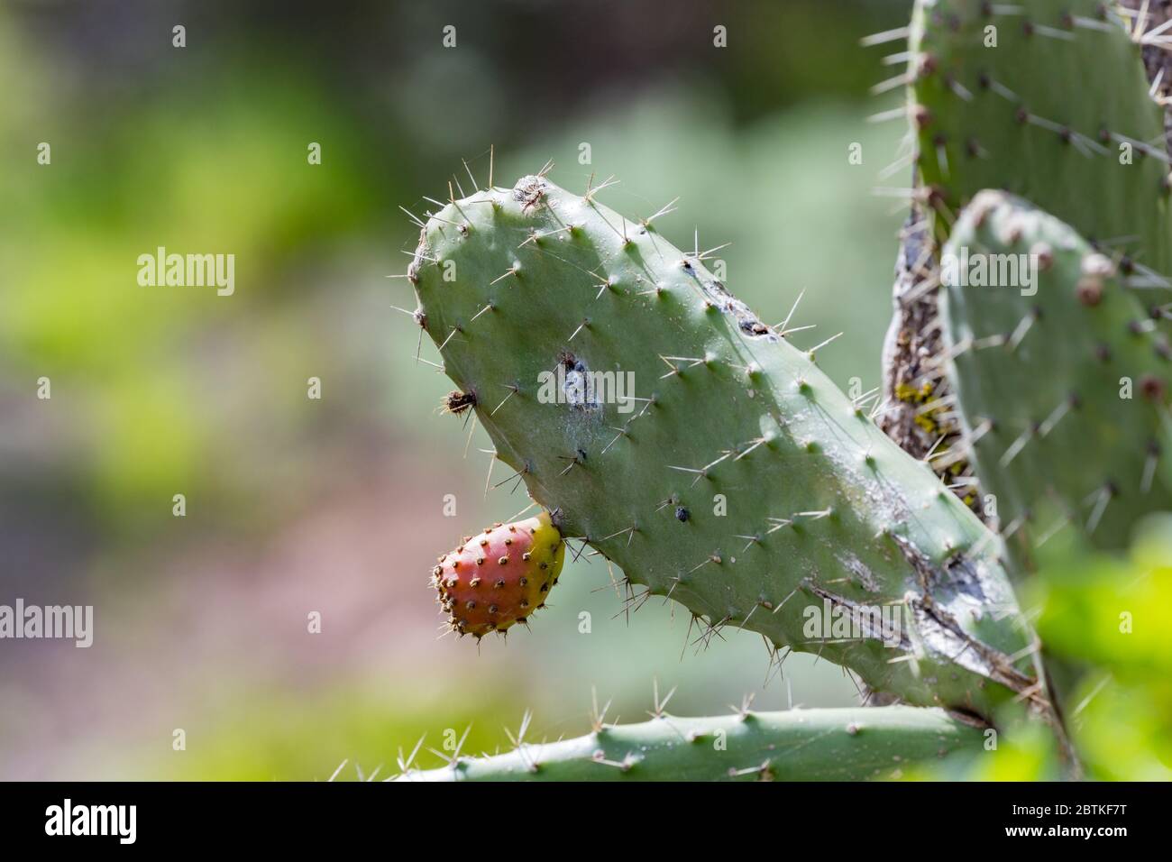 Close-up opuntia ficus-indica or prickly pear, also named Cactus Pear, Nopal, higuera, palera, tuna, chumbera, with cochineal insect - Dactylopius coc Stock Photo