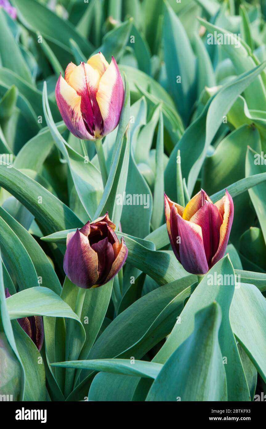 Group of tulipa Gavota fully opened. A single flowered dark burgundy and pale yellow tulip belonging to the triumph group of tulips Division 3 Stock Photo